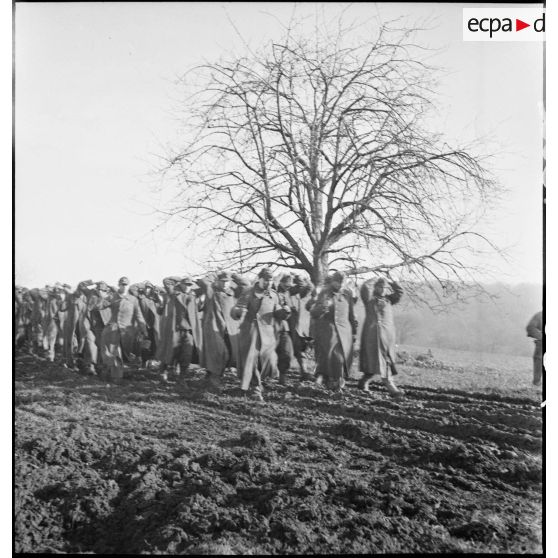 Colonne de prisonniers allemands capturés en grand nombre par des éléments de la 2e DIM dans le secteur d'Héricourt.