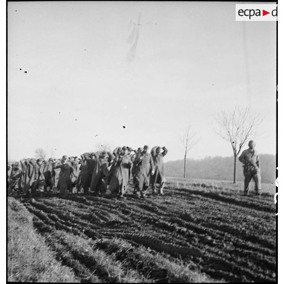 Colonne de prisonniers allemands capturés en grand nombre par des éléments de la 2e DIM dans le secteur d'Héricourt.