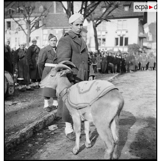 Chèvre mascotte du 5e RTM à Montbéliard lors de la cérémonie célébrant la libération de la ville le 17 novembre 1944.