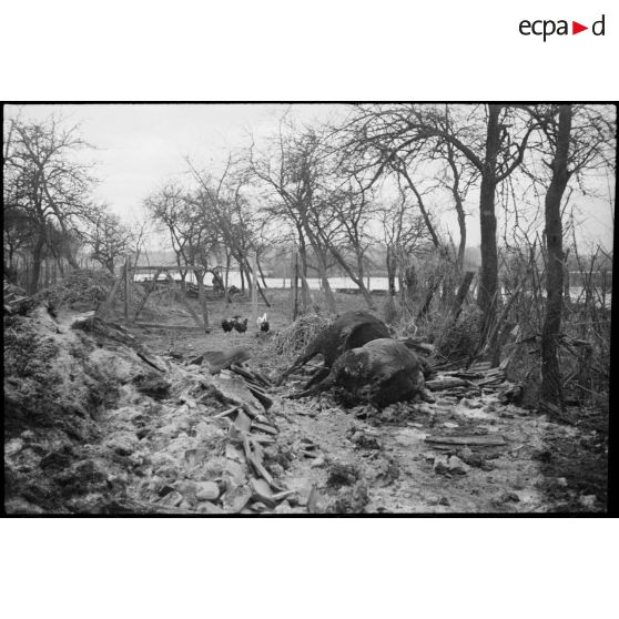 Fermes en ruine et cadavres d'animaux dans le village de Kogenheim (Bas-Rhin), tout juste reconquis par les unités de la 2e DB (division blindée).