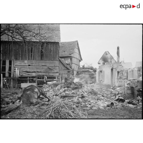 Fermes en ruine et cadavres d'animaux dans le village de Kogenheim (Bas-Rhin), tout juste reconquis par les unités de la 2e DB (division blindée).