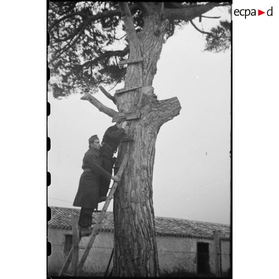 Des FFO (Forces françaises de l'Ouest) tiennent et défendent un point d'appui dans le secteur de la Pointe-de-Grave (Gironde) : ils font le guet depuis un arbre observatoire.