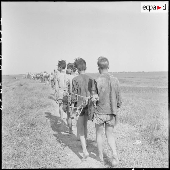 Des prisonniers entravés suivent une colonne qui progresse à travers les rizières lors de l'opération Brochet.