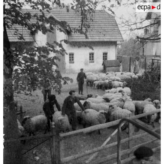 [Gestion d'une bergerie dans un quartier de Hambourg, s.d.]