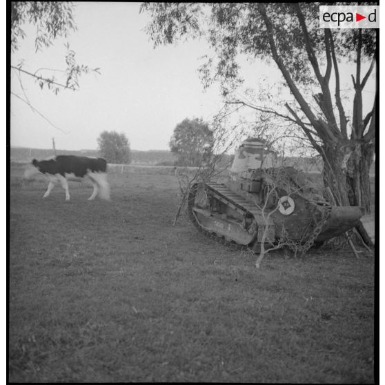 Dans un champ près d'une vache, un char Renault FT 17 est photographié en plan général de trois quarts dos.