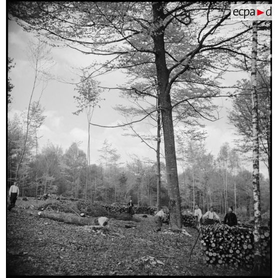 En forêt plan général du chantier de coupe.