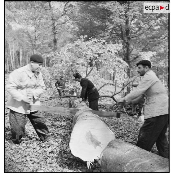 En forêt des bûcherons coupent du bois dans une exploitation forestière militaire.