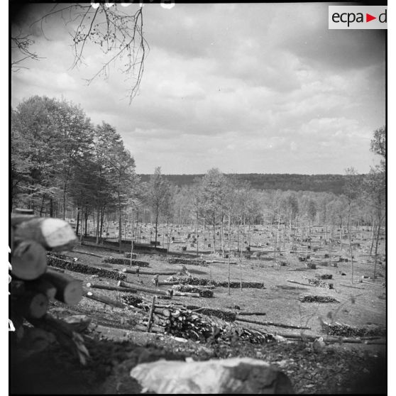 En forêt plan général du chantier de coupe.