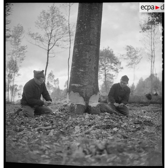 En forêt des bûcherons coupent du bois dans une exploitation forestière militaire.