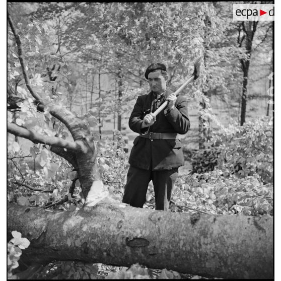 En forêt des bûcherons coupent du bois dans une exploitation forestière militaire.