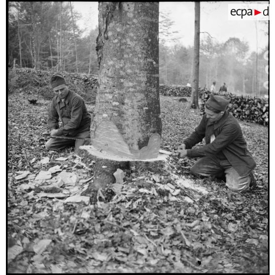 En forêt des bûcherons coupent du bois dans une exploitation forestière militaire.