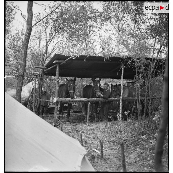 Un soldat de la 2e armée soigne les chevaux regroupés dans une écurie de fortune.