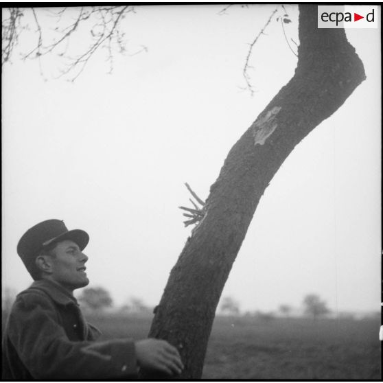 Des soldats de la 3e armée regardent des impacts sur un tronc d'arbre.