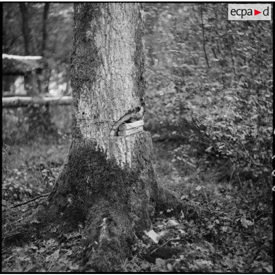 En forêt plan moyen de pains d'hexolite placés sur un tronc d'arbre pour un exercice de mise en oeuvre d'abattis.