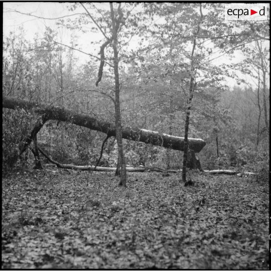 En forêt plan général d'un d'arbre couché dans le cadre d'un exercice de mise en oeuvre d'abattis.