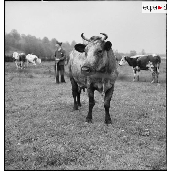 Vache dans un pré, dans le secteur de la 9e armée.