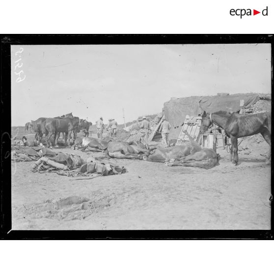 Près de Cappy (Somme). Chevaux tués par un obus allemand. [légende d'origine]