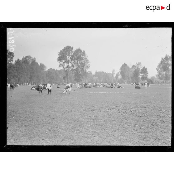 La Neuville-Sire-Bernard (Somme). Parc à bétail. [légende d'origine]