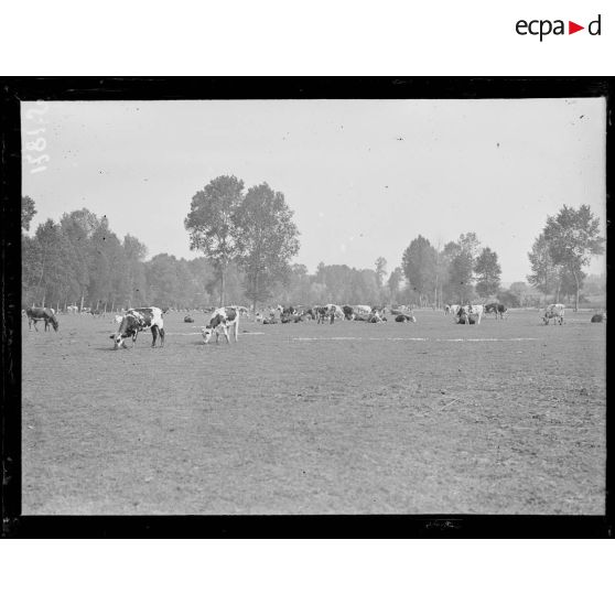 La Neuville-Sire-Bernard (Somme). Parc à bétail. [légende d'origine]