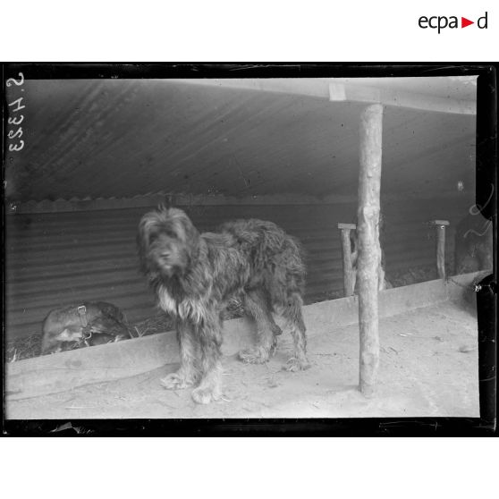 Septmonts (Aisne). Chenil militaire. Type de chien de guerre. [légende d'origine]