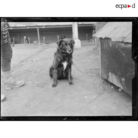 Septmonts (Aisne). Chenil militaire. Type de chien de guerre. [légende d'origine]