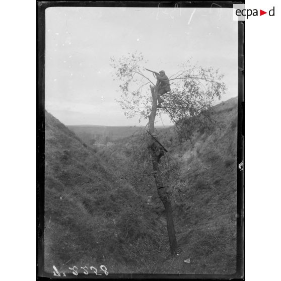 (Près de la Cerna). Guetteurs dans les arbres. 6 novembre 1916. [légende d'origine]