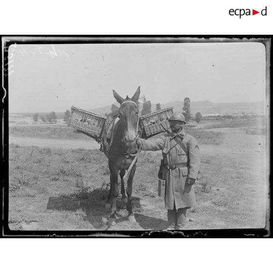 Izvor (Thessalie). Pigeons voyageurs militaires. Estafette d'infanterie emportant le pigeon aux lignes. (Juillet 1917). [légende d'origine]