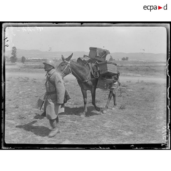 Izvor (Thessalie). Pigeons voyageurs militaires. Estafette d'infanterie emportant le pigeon aux lignes. (Juillet 1917). [légende d'origine]