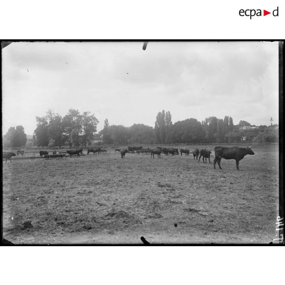 Chatou. Le parc des chemins de fer. [légende d'origine]