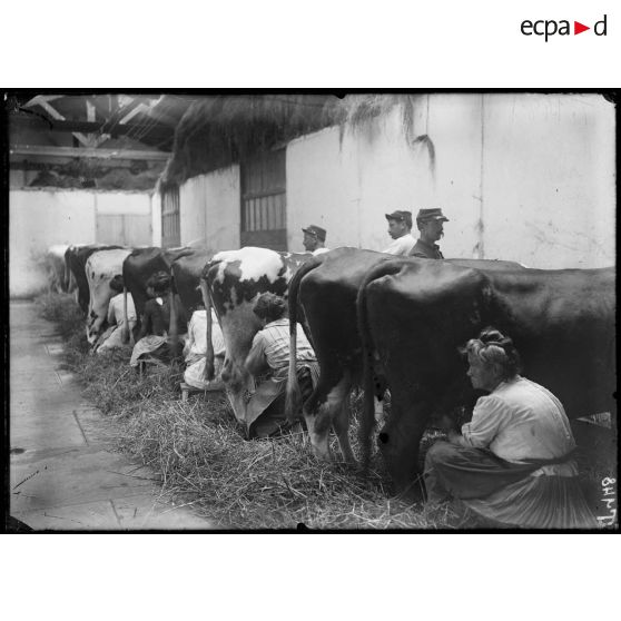 Parc de l'usine de produits chimiques de Croissy. La traite des vaches. [légende d'origine]