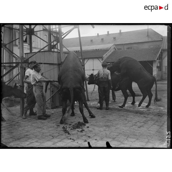 Parc de l'usine de produits chimiques de Croissy. Pour la reconstitution du cheptel français, la saillie est spécialement surveillée. [légende d'origine]