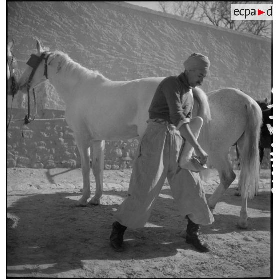 Le pansage des chevaux du 1er RSA.