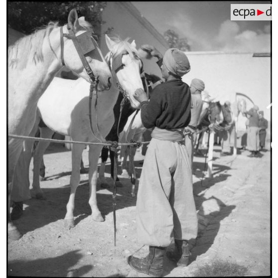 Le pansage des chevaux du 1er RSA.