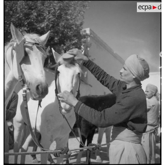 Le pansage des chevaux du 1er RSA.