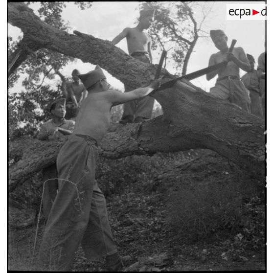 Des tirailleurs indochinois du camp de Darboussière exécutent des travaux de déboisement.