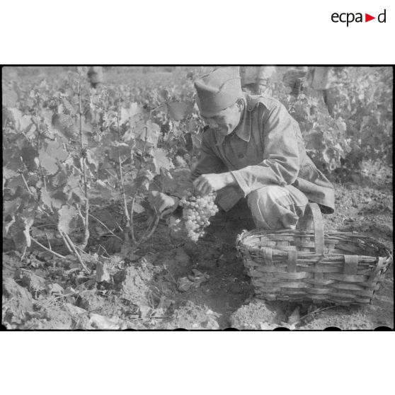 Vendanges dans le Var.