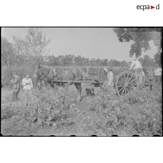 Vendanges dans le Var.