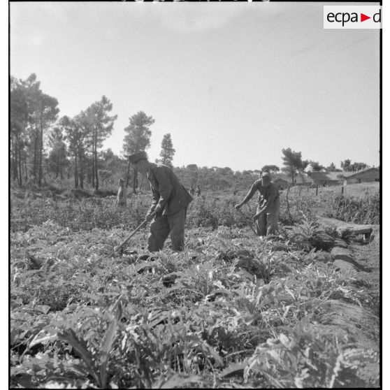 Culture maraîchère au camp de Darboussière.