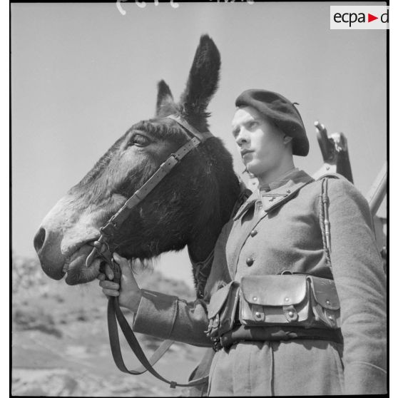 Un mulet du 2e RAM (régiment d'artilerie de montagne) et son artilleur conducteur.