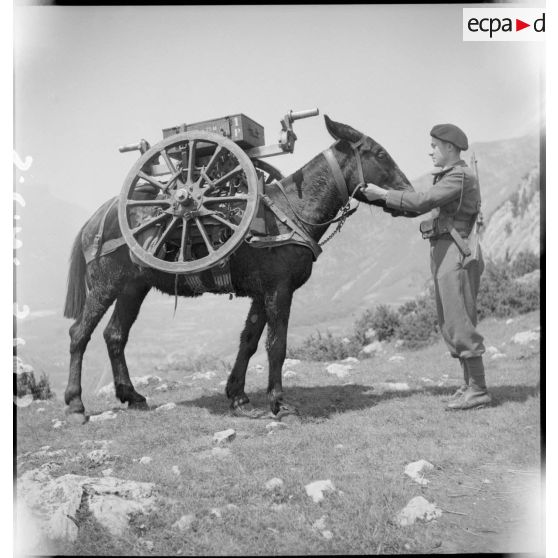 Chargement d'un porte-essieux et des roues d'un canon de 75 mm sur le dos d'un mulet.