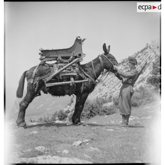 Chargement de la tête d'affût d'un canon de 75 mm sur le dos d'un mulet.