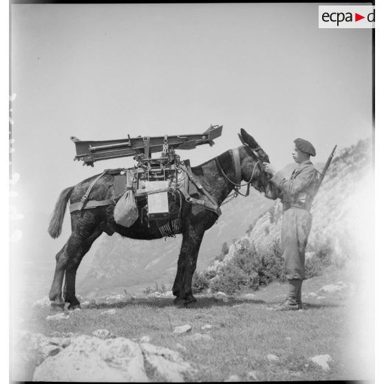 Chargement de la rallonge de flèche d'un canon de 75 mm sur le dos d'un mulet.