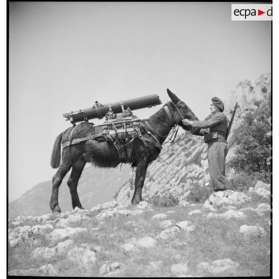 Chargement du berceau d'un canon de 75 mm sur le dos d'un mulet.