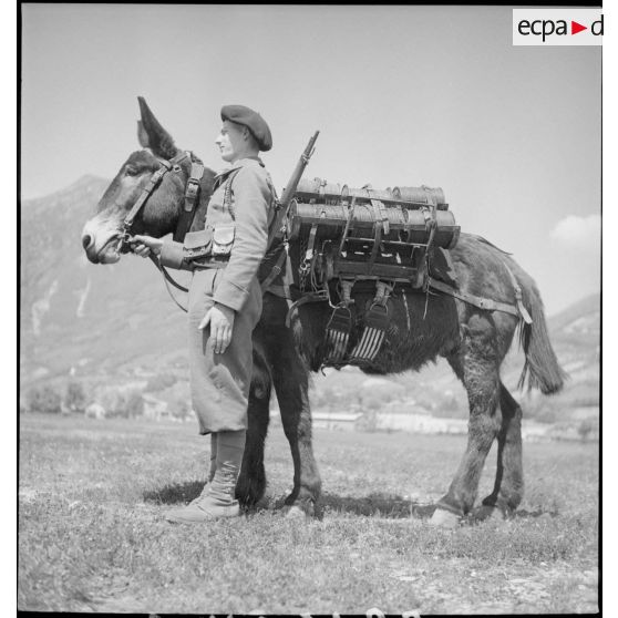 Chargement de bobines téléphoniques sur le dos d'un mulet.