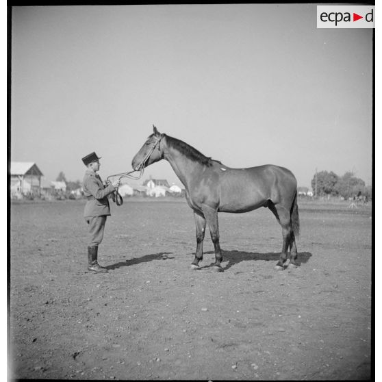 Présentation d'un cheval demi-sang.