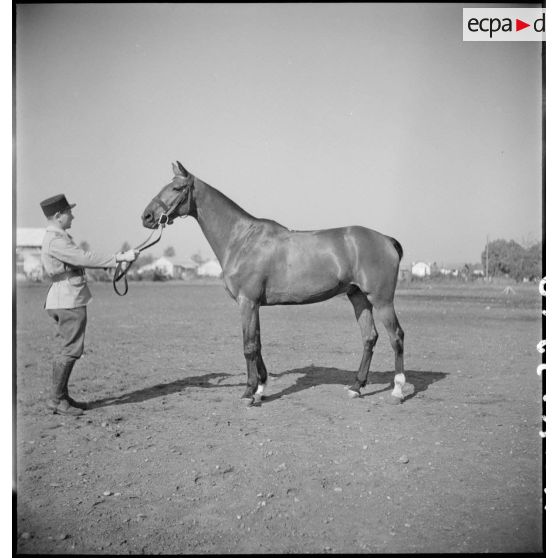 Présentation d'un cheval demi-sang.