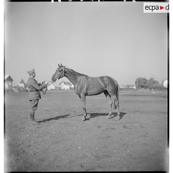 Présentation d'un cheval pur-sang.