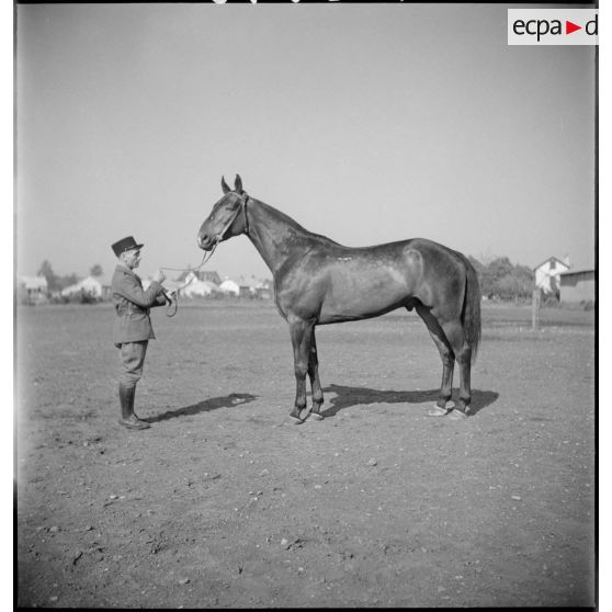 Présentation d'un cheval.