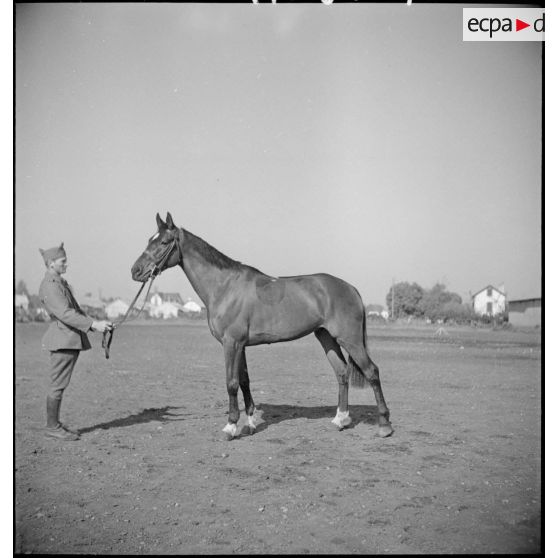 Présentation d'un cheval demi-sang anglo-arabe.