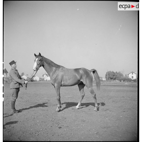 Présentation d'un pur-sang anglo-arabe.